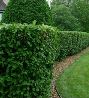 shrub maintenance Landscapes College Station TX